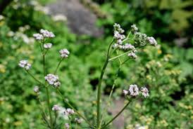 Image result for Valeriana officinalis