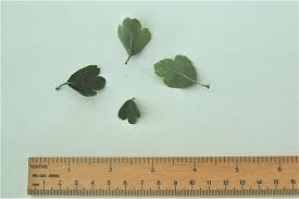 Attēlu rezultāti vaicājumam “Crataegus laevigata leaf”