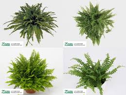 Image result for НЕФРОЛЕПИС (Nephrolepis