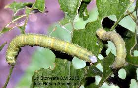 Attēlu rezultāti vaicājumam “Larentia clavaria”