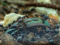 Attēlu rezultāti vaicājumam “Lasius fuliginosus”