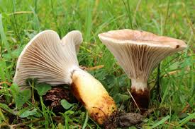 Attēlu rezultāti vaicājumam “Gomphidius glutinosus”