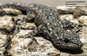 Attēlu rezultāti vaicājumam “Lycogala convexum young”