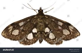 Attēlu rezultāti vaicājumam “Anania coronata”