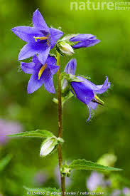 Attēlu rezultāti vaicājumam “Campanula trachelium leaf”
