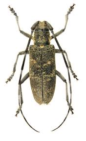 Attēlu rezultāti vaicājumam “Monochamus urussovi”