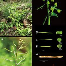 Attēlu rezultāti vaicājumam “Rorippa amphibia fruit”