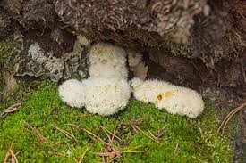 Attēlu rezultāti vaicājumam “Postia ptychogaster”