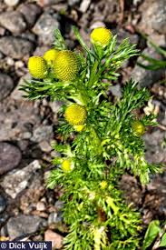 Attēlu rezultāti vaicājumam “Matricaria discoidea flower”