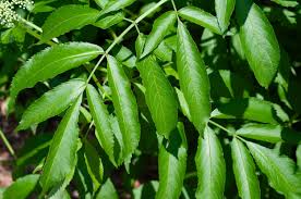 Attēlu rezultāti vaicājumam “Sambucus nigra leaf”