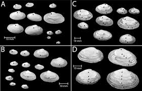 Attēlu rezultāti vaicājumam “Mya arenaria”
