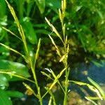 Attēlu rezultāti vaicājumam “Glyceria fluitans fruit”