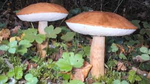 Attēlu rezultāti vaicājumam “Leccinum aurantiacum”