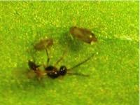 Attēlu rezultāti vaicājumam “Aphis fabae”