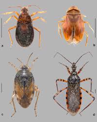 Attēlu rezultāti vaicājumam “Psallus sp. imago”