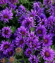 Image result for Aster novae-angliae