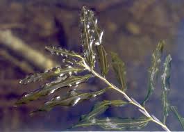 Attēlu rezultāti vaicājumam “Potamogeton praelongus”