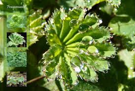 Image result for Frauenmantel