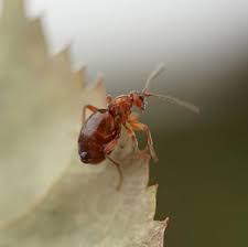 Attēlu rezultāti vaicājumam “Biorhiza pallida”