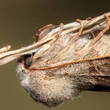 Attēlu rezultāti vaicājumam “Orthosia sp.”