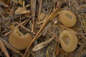 Attēlu rezultāti vaicājumam “Peziza vesiculosa”