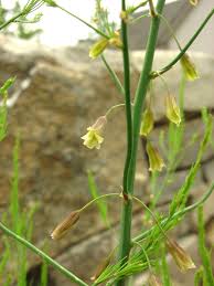 Attēlu rezultāti vaicājumam “Asparagus officinalis leaf”
