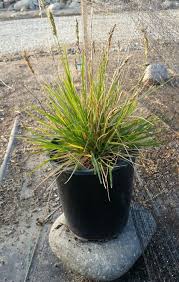 Attēlu rezultāti vaicājumam “Sesleria caerulea leaf”