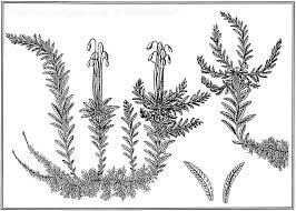 Attēlu rezultāti vaicājumam “Saelania glaucescens sporophyte”