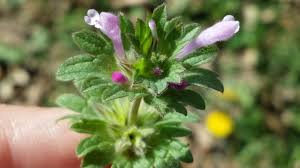 Attēlu rezultāti vaicājumam “Lamium amplexicaule flower”