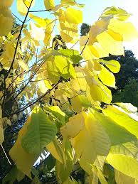 Attēlu rezultāti vaicājumam “Cladrastis kentukea leaf”