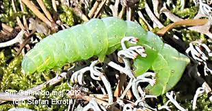 Attēlu rezultāti vaicājumam “Amphipyra perflua”