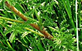 Attēlu rezultāti vaicājumam “Anthemis tinctoria leaf”