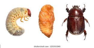 Attēlu rezultāti vaicājumam “Scarabaeidae”