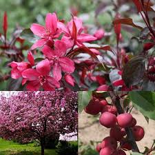 Attēlu rezultāti vaicājumam “Malus purpurea”