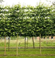 Attēlu rezultāti vaicājumam “Tilia x vulgaris”