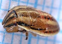 Attēlu rezultāti vaicājumam “Aelia acuminata”