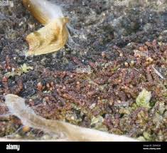 Attēlu rezultāti vaicājumam “Nowellia curvifolia”