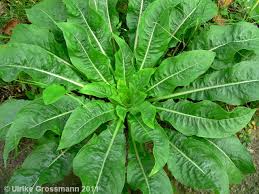 Image result for Nachtkerze