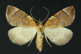 Attēlu rezultāti vaicājumam “Eulithis testata”