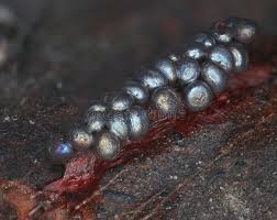 Attēlu rezultāti vaicājumam “Lamproderma ovoideum spores”