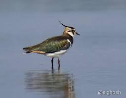 Attēlu rezultāti vaicājumam “Vanellus vanellus”