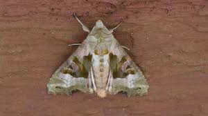 Attēlu rezultāti vaicājumam “Phlogophora meticulosa”