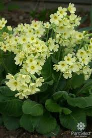 Attēlu rezultāti vaicājumam “Primula elatior flower”