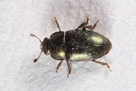 Attēlu rezultāti vaicājumam “Meligethes sp.”