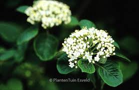 Attēlu rezultāti vaicājumam “Viburnum lantana  flower”