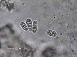 Attēlu rezultāti vaicājumam “Thelopsis rubella”