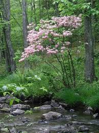 Attēlu rezultāti vaicājumam “Rhododendron periclymenoides flower”