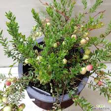 Attēlu rezultāti vaicājumam “Oxycoccus fruit”