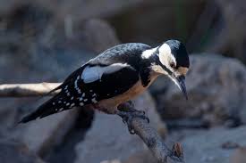 Attēlu rezultāti vaicājumam “Dendrocopos major”