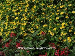 Attēlu rezultāti vaicājumam “Melampsoridium sp.”